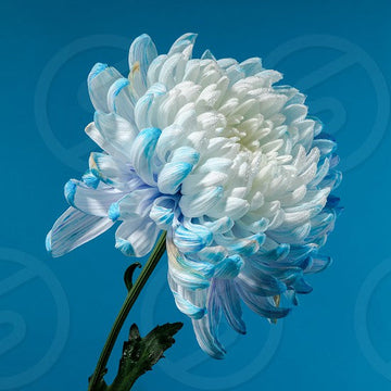Sky Blue & White Chrysanthemum Seeds – Heirloom, Non-GMO Flower Seeds for Planting Gardens
