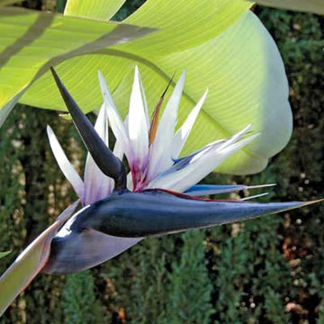 Strelitzia Flower Seeds for Planting, 100 Pcs pcs