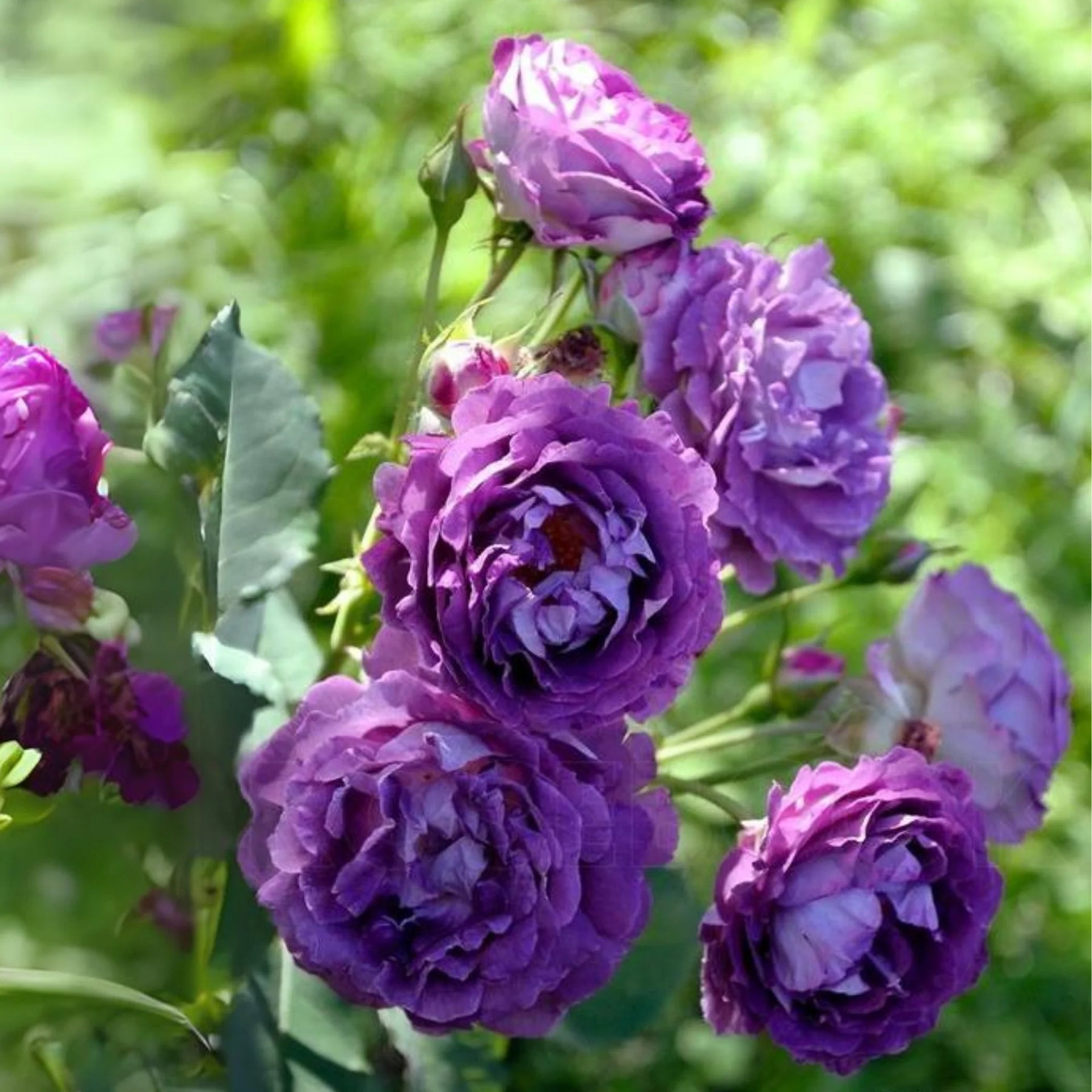 Purple Rose Heirloom Non-GMO Seeds for Planting for planting in home garden