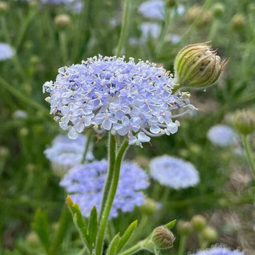 Organic Blue Lace Flower Seeds for Planting – Heirloom & Non-GMO Garden Seeds
