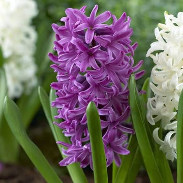 Organic Violet Hyacinth Flower Seeds for Planting – Heirloom, Non-GMO