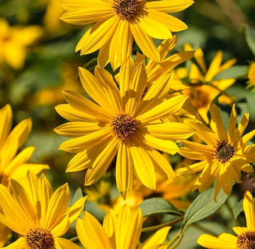 Yellow Maximilian Sunflower Seeds for Planting – Perennial, Drought-Tolerant, Pollinator-Friendly
