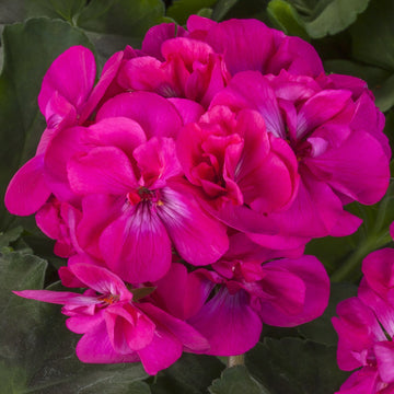 Deep Pink Geraniums Heirloom Non-GMO Seeds for Planting