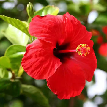 Red Hibiscus Flower Seeds – Heirloom Non-GMO Seeds for Garden Planting