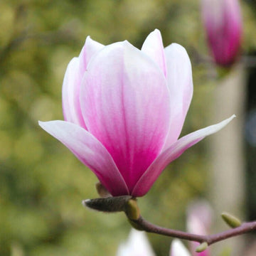 Heirloom Non-GMO Pink White Yulan Flower Seeds – Elegant Magnolia Blooms for Garden Planting