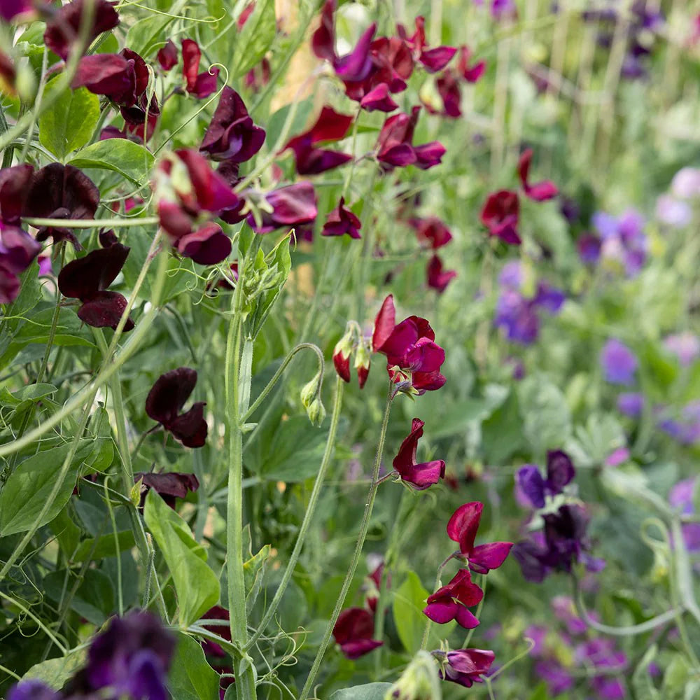 Heirloom Non-GMO Lathyrus Flower Seeds for Garden Planting for planting in home garden