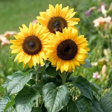 Organic Yellow Sunflower Flower Seeds for Planting – Heirloom, Non-GMO
