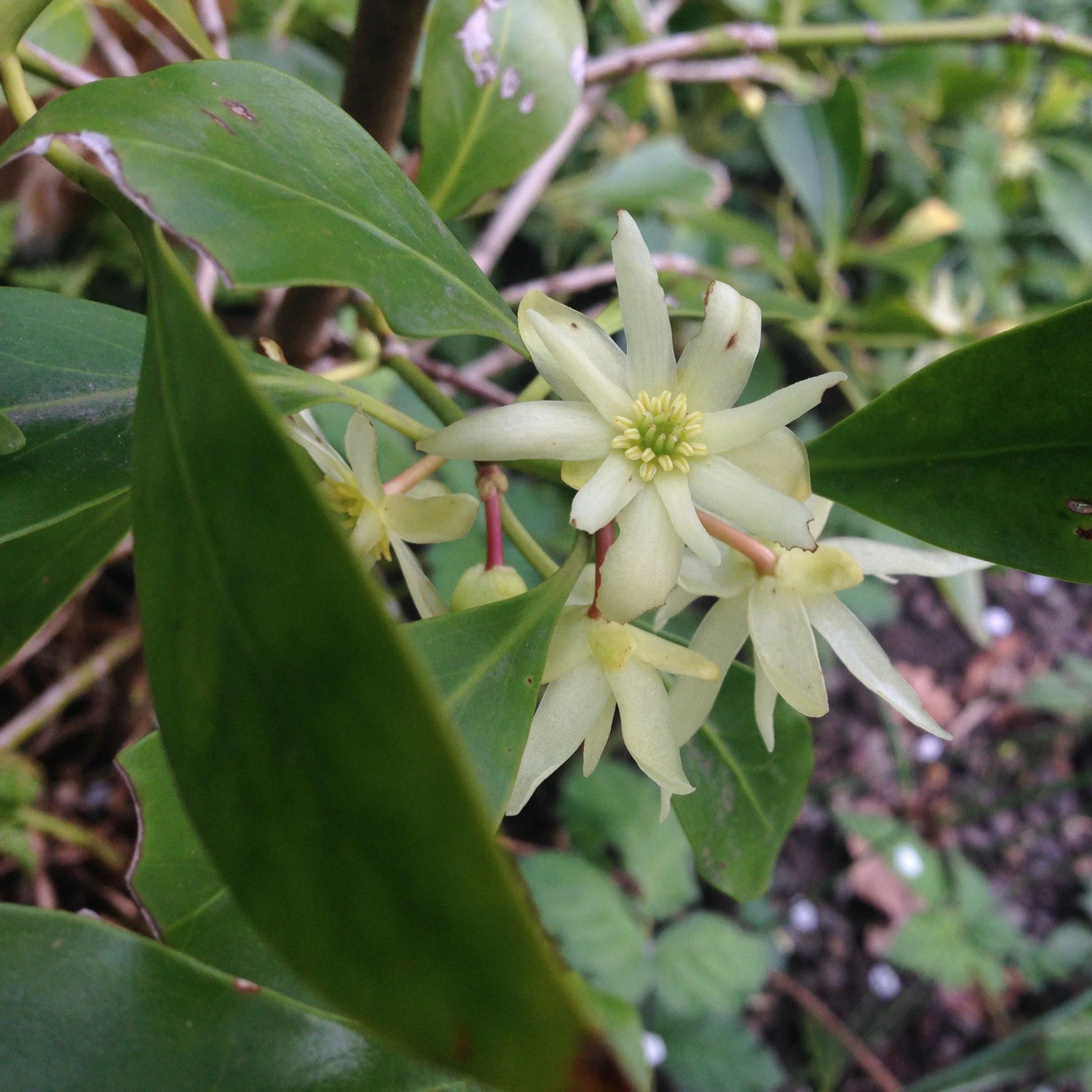 Heirloom Non-GMO Illicium Verum Plant Seeds for planting in home garden