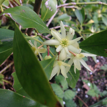 Heirloom Non-GMO Illicium Verum Plant Seeds – Star Anise Spice Seeds for Garden Planting