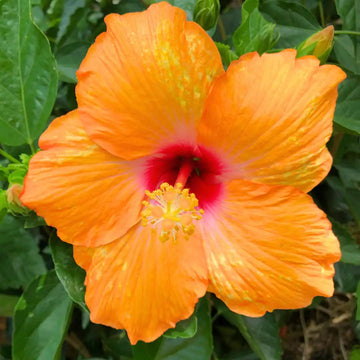 Heirloom Orange Hibiscus Rosa-Sinensis Flower Seeds – Non-GMO Tropical Blooms for Garden Planting