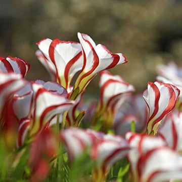 Red White Candy Cane Flower Seeds for Planting - NON GMO Seeds