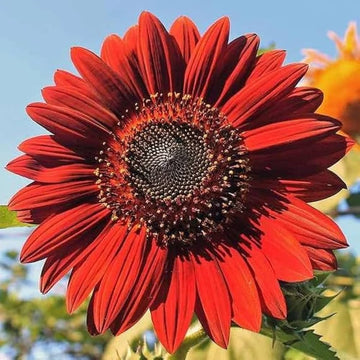 Red Sunflower Seeds for Planting – Bright Ornamental Blooms, Non-GMO Garden Flower Seeds