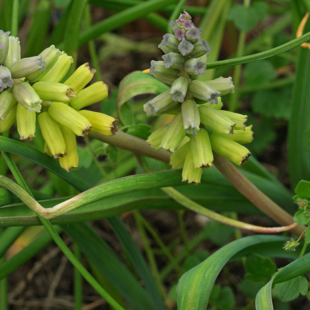 Seeds (Seeds scientific name) for planting in garden