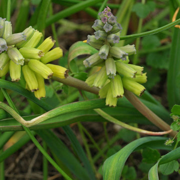 Macrocarpum Seeds for Planting – Organic, Heirloom, Non-GMO Flowering Plant Seeds