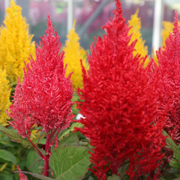 Mixed Celosia Argentea Flower Seeds, Heirloom, Non-GMO Seeds for Planting