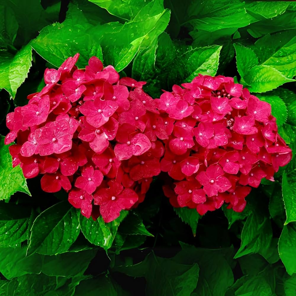 Heirloom Red Hydrangea Flower Seeds, Non-GMO Vibrant Blooms for Planting for planting in home garden