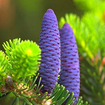 Abies Purple Plant Seeds for Planting – Organic, Heirloom, Non-GMO Conifer Seeds