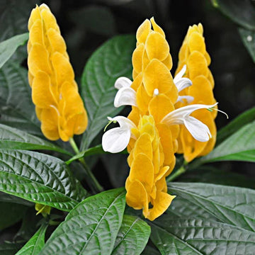 White Yellow Pachystachys Flower Seeds for Planting - NON GMO Seeds