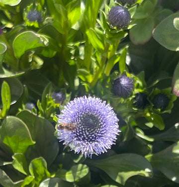 Heirloom Non-GMO Globularia Flower Seeds for Delicate Garden Edges and Seasonal Planting