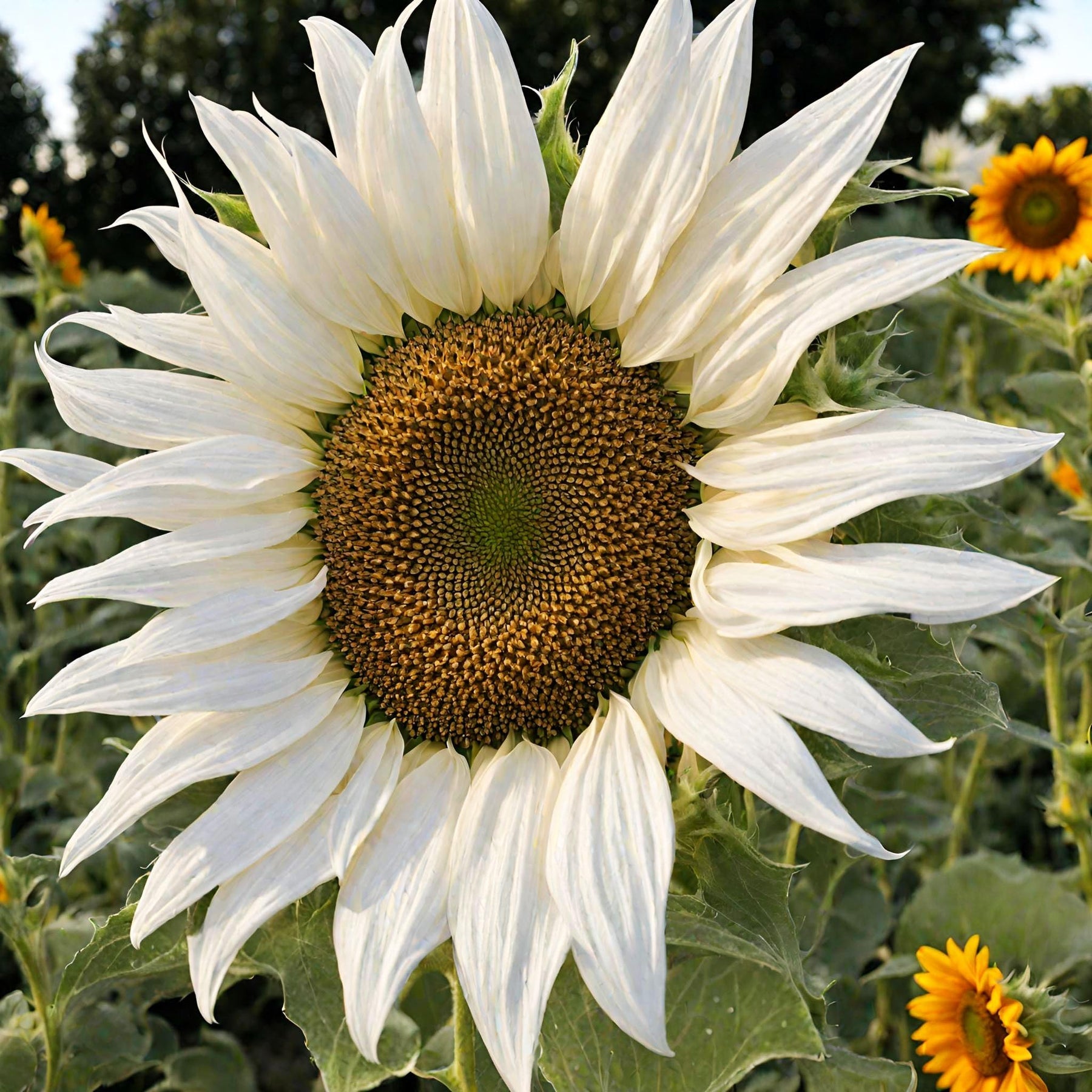 White Sunflower Flower Seeds for Planting – Rare Blooming Variety for Garden Charm seeds for planting in home garden