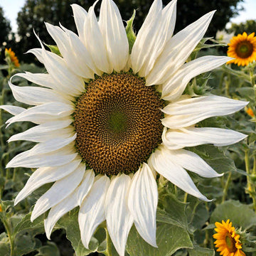 White Sunflower Flower Seeds for Planting – Rare Blooming Variety for Garden Charm