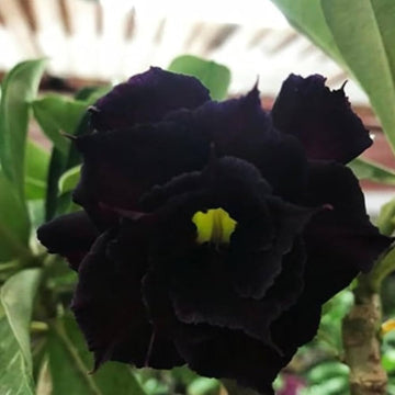 Heirloom Black Adenium Flower Seeds – Non-GMO Unique Desert Blooms for Garden Planting