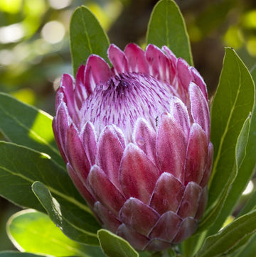 Organic Pink Protea Flower Seeds for Planting – Heirloom, Non-GMO