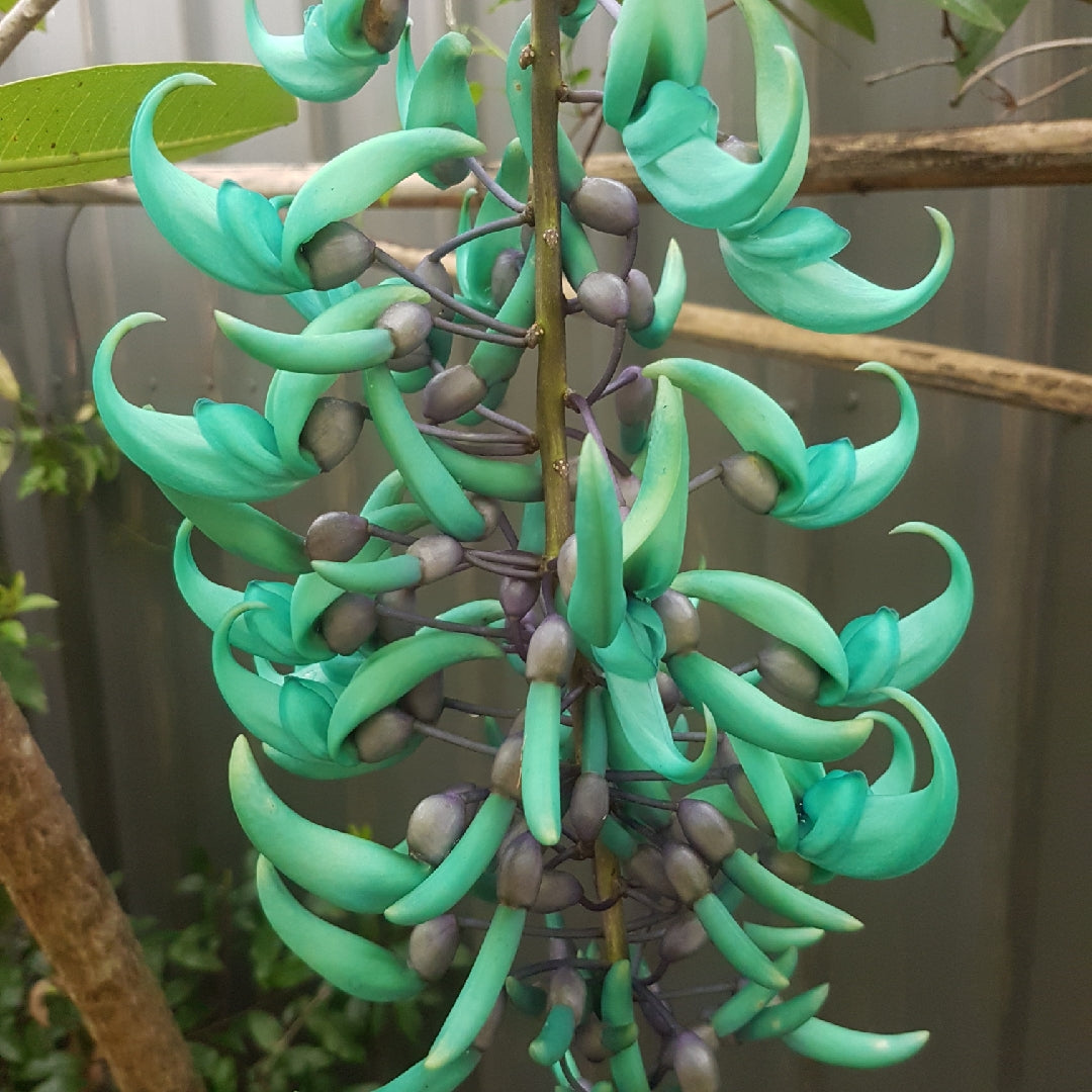 Green (Green scientific name) for planting in garden