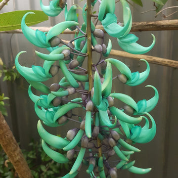 Organic Green Jade Flower Seeds for Planting – Heirloom, Non-GMO