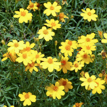 Yellow Lemon Marigold Flower Seeds – Heirloom Non-GMO Seeds for Garden Planting