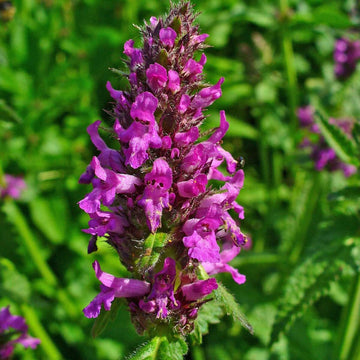 Stachys Officinalis Flower Seeds – Heirloom, Non-GMO, Medicinal Blooms for Garden Planting