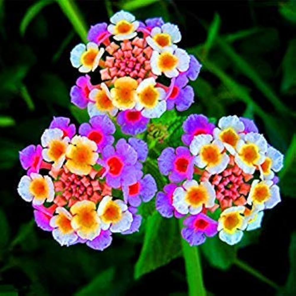 Mixed Lantana Camara Flower Seeds â€“ Organic, Heirloom, Non-GMO Seeds for Planting for planting in home garden