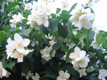 Philadelphus Coronarius Seeds for Planting - NON GMO Seeds