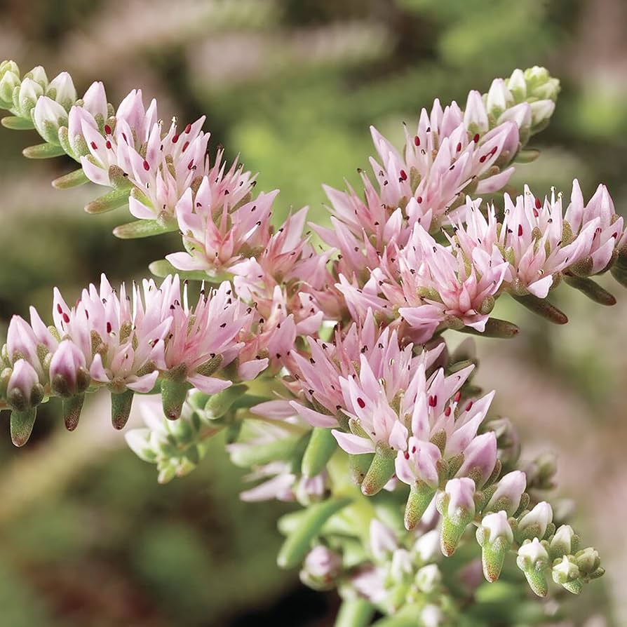 Heirloom Non-GMO Pink White Sedum Pulchellum Flower Seeds for Planting – Hardy Ground Cover Blooms seeds for planting in home garden