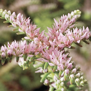 Heirloom Non-GMO Pink White Sedum Pulchellum Flower Seeds for Planting – Hardy Ground Cover Blooms