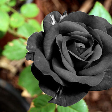 Romantic Rose Blooms Heirloom Non-GMO Seeds for Planting