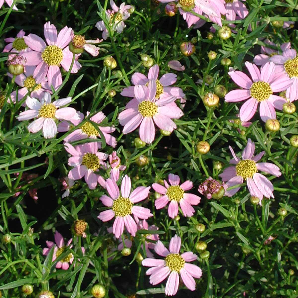 Coreopsis Rosea Flower Seeds for Planting, Heirloom, Non-GMO for planting in home garden