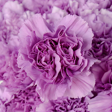 Heirloom Lavender Carnation Flower Seeds, Non-GMO Fragrant Blooms for Planting