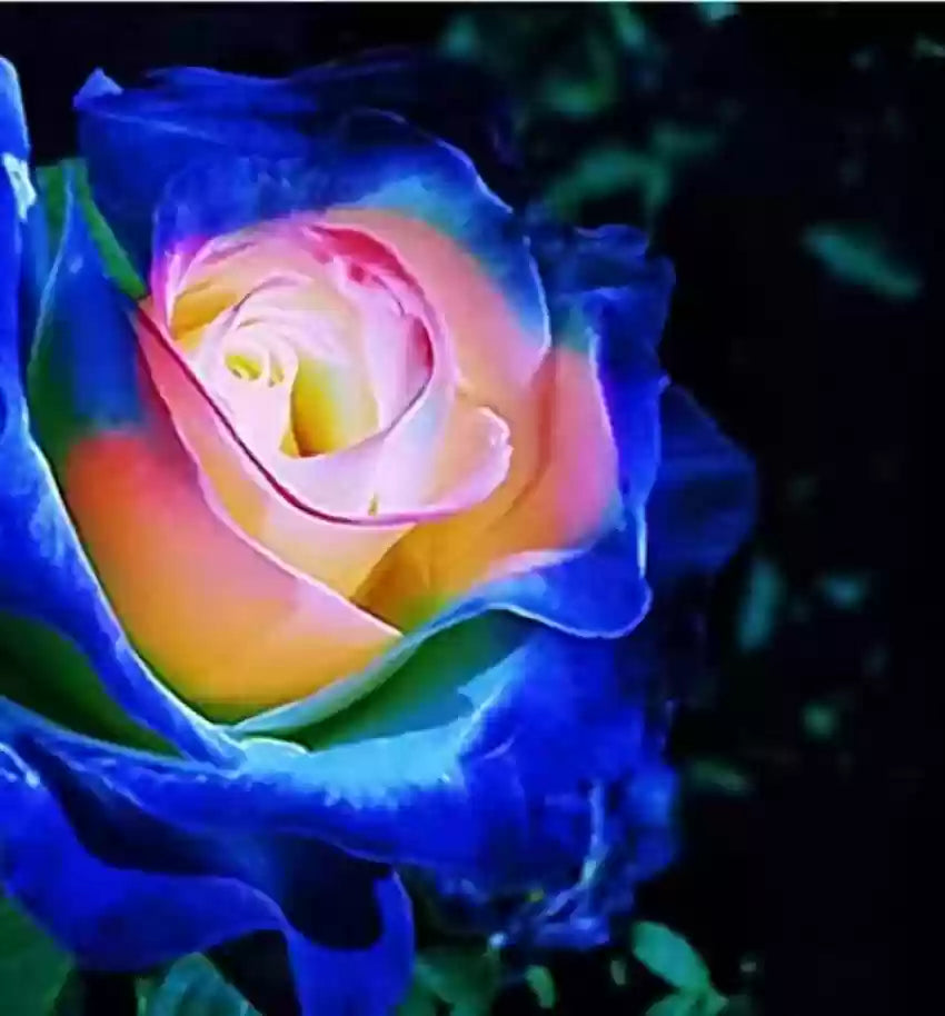 Blue Cream Rose Plant Seeds for Planting Non-GMO Heirloom Garden Seeds for Growing Beautiful Flowers seeds for planting in home garden