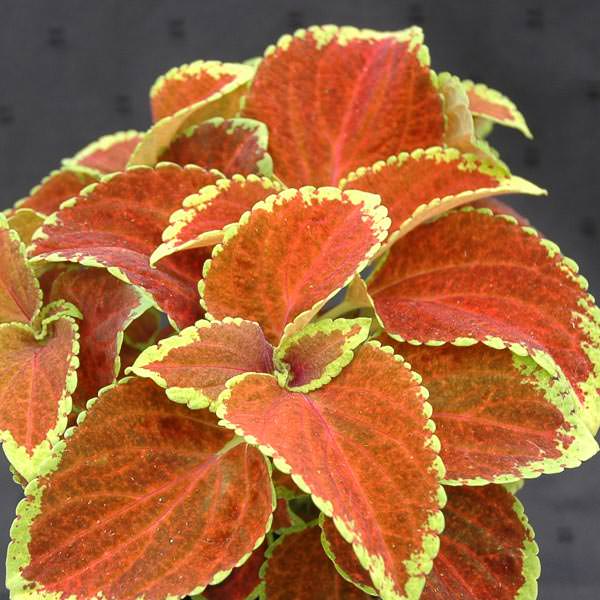 Heirloom Orange Green Coleus Flower Seeds for Planting for planting in home garden