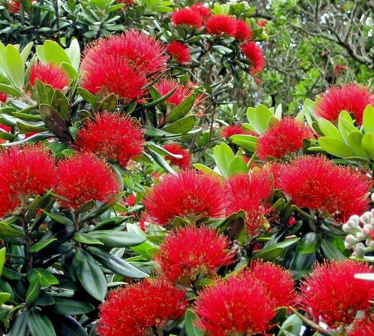 Red Pohutukawa Flower Seeds for Planting - 100 pcs for planting in home garden