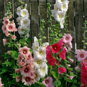 nic Hollyhock Flower Seeds for Planting – Heirloom, Non-GMO