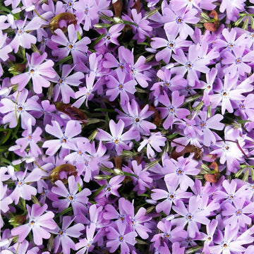 Lavender Linanthus Flower Seeds for Planting NON GMO Seeds