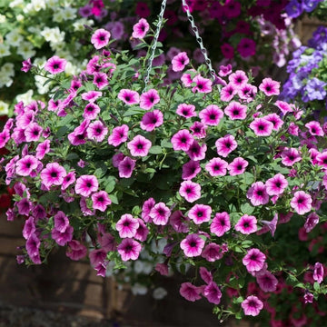 Surfinia Flower Seeds for Planting - NON GMO Seeds