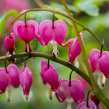 Heirloom Non-GMO Bleeding Heart Flower Seeds for Romantic Garden Borders and Unique Bloom Displays