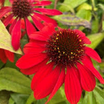 Heirloom Non-GMO Red Coneflower Seeds – Vibrant Pollinator Blooms for Garden Planting