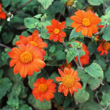 Heirloom Non-GMO Tithonia Flower Seeds for Vibrant Orange Butterfly Garden Planting