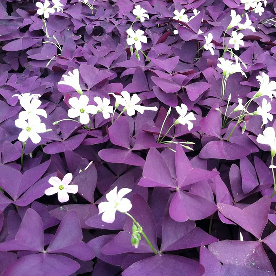 Oxalis Triangularis Flower Seeds – Heirloom, Non-GMO Seeds for Planting Vibrant Purple Blooms seeds for planting in home garden