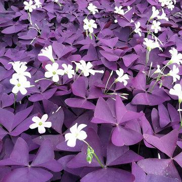 Oxalis Triangularis Flower Seeds – Heirloom, Non-GMO Seeds for Planting Vibrant Purple Blooms