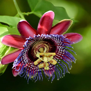 Passiflora Alata Flower Seeds for Planting- NON GMO Seeds